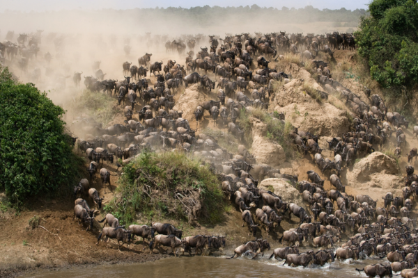 8‑Day Great Migration River Crossing Safari