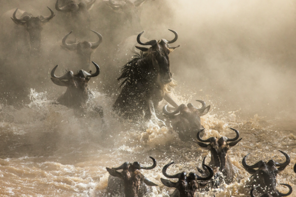 8‑Day Great Migration River Crossing Safari