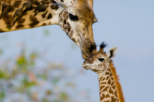 Tarangire 1‑Day Safari