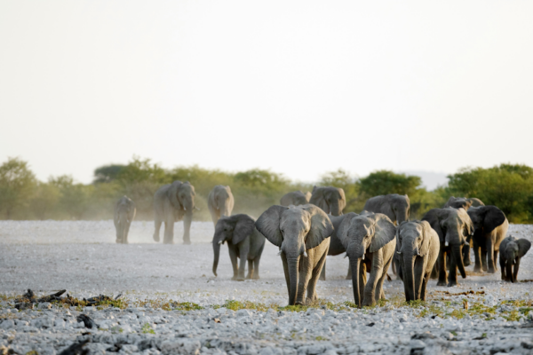 Ngorongoro Crater 1‑Day Safari