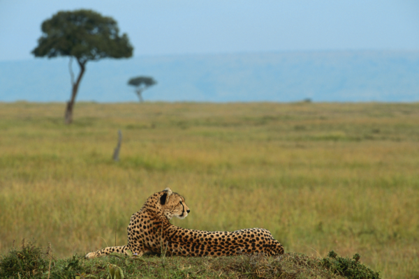 Lake Manyara Green Escape – 1‑Day Safari