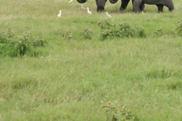 Tarangire 1‑Day Safari