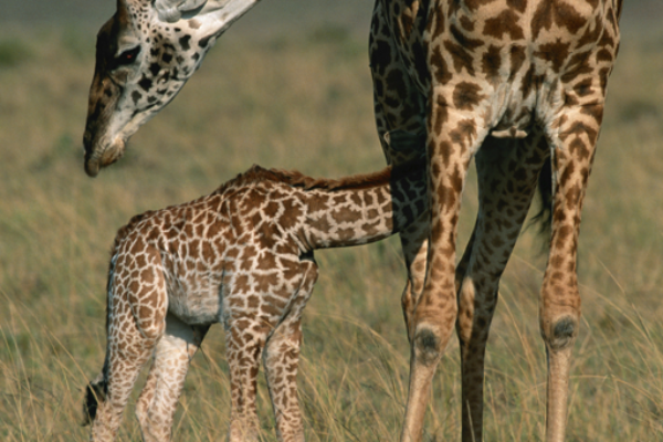 Ngorongoro Crater 1‑Day Safari