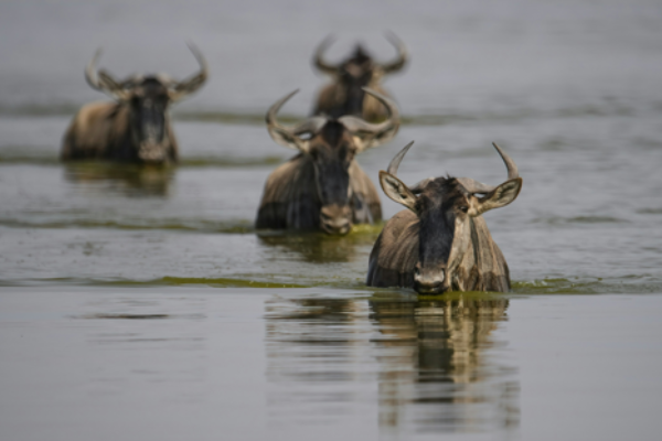 8‑Day Great Migration River Crossing Safari