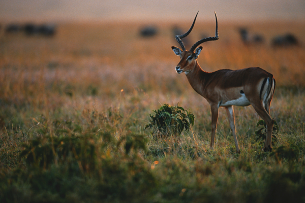 Rift Valley Wildscape Safari