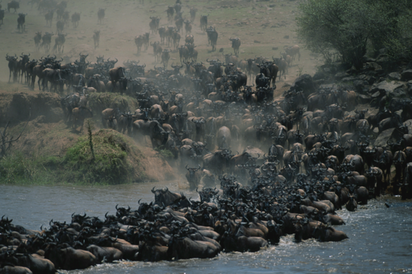 8‑Day Great Migration River Crossing Safari