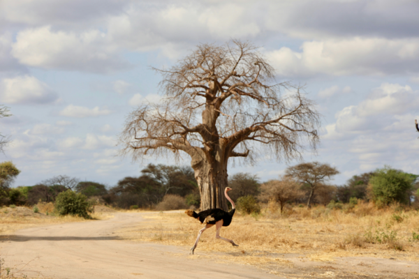 Baobab Trails Signature Safari