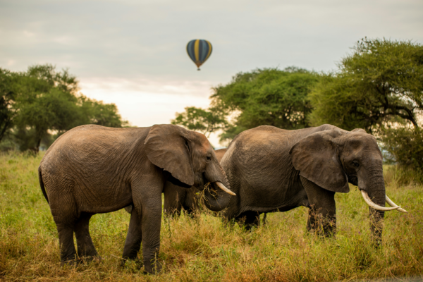 7‑Day Tanzania Signature Safari Experience