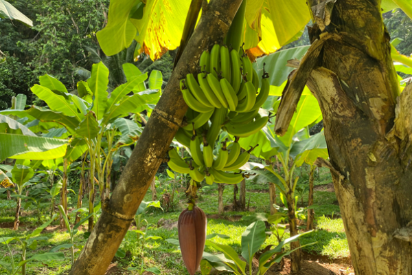 Materuni Waterfall & Coffee Experience – 1‑Day Tour