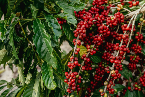 Materuni Waterfall & Coffee Experience – 1‑Day Tour