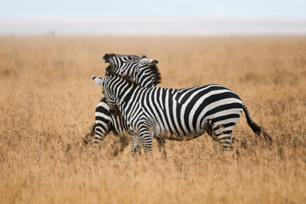 7‑Day Tanzania Signature Safari Experience