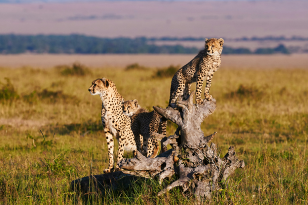 Serengeti Horizons Classic Safari
