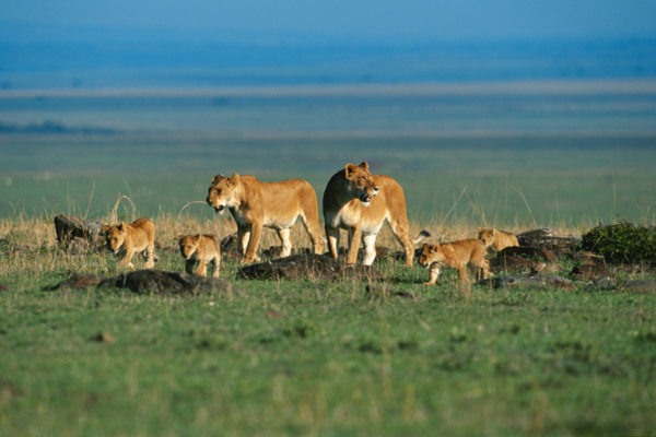 Rift Valley Wildscape Safari