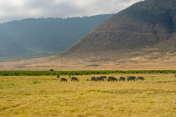 Ngorongoro Crater 1‑Day Safari
