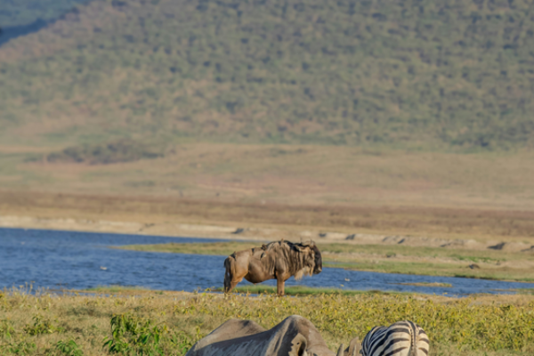 Ngorongoro Crater 1‑Day Safari